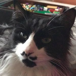 Meet your Posher, Preston